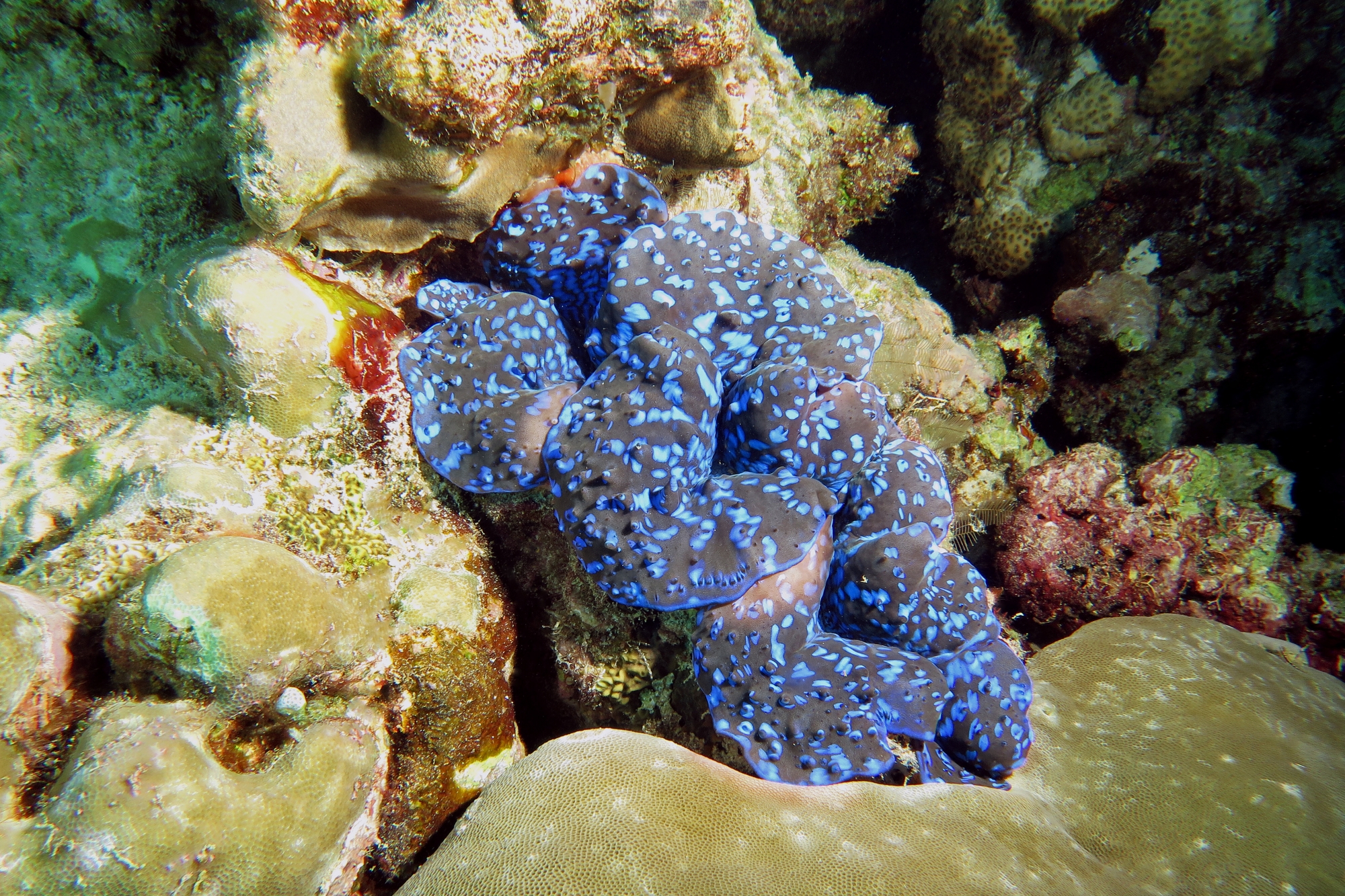 Tridacna maxima