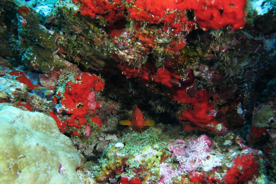 Cephalopholis miniata