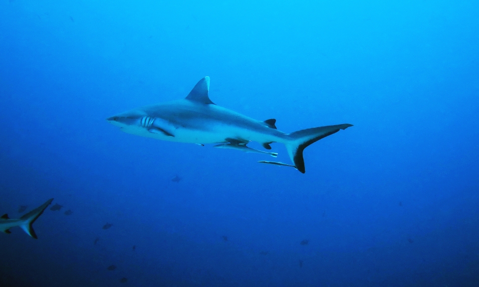 Carcharhinus amblyrhynchos, Echeneis naucrates
