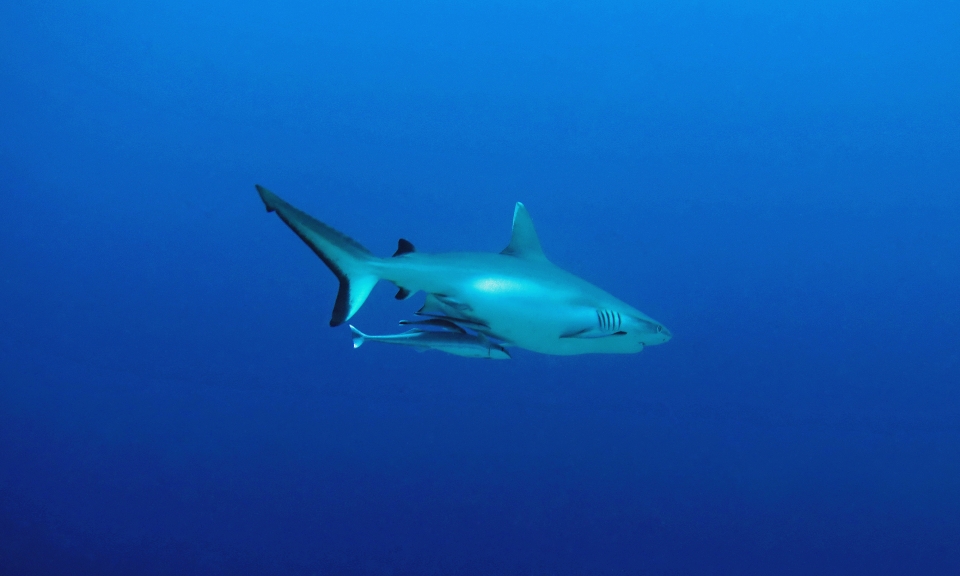 Carcharhinus amblyrhynchos, Echeneis naucrates