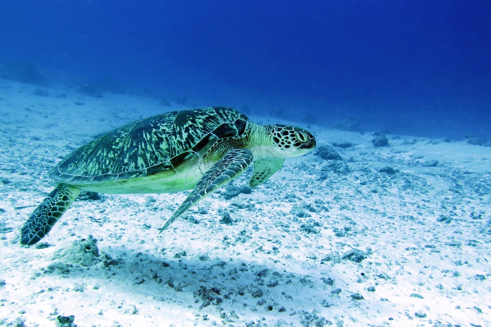 Chelonia mydas