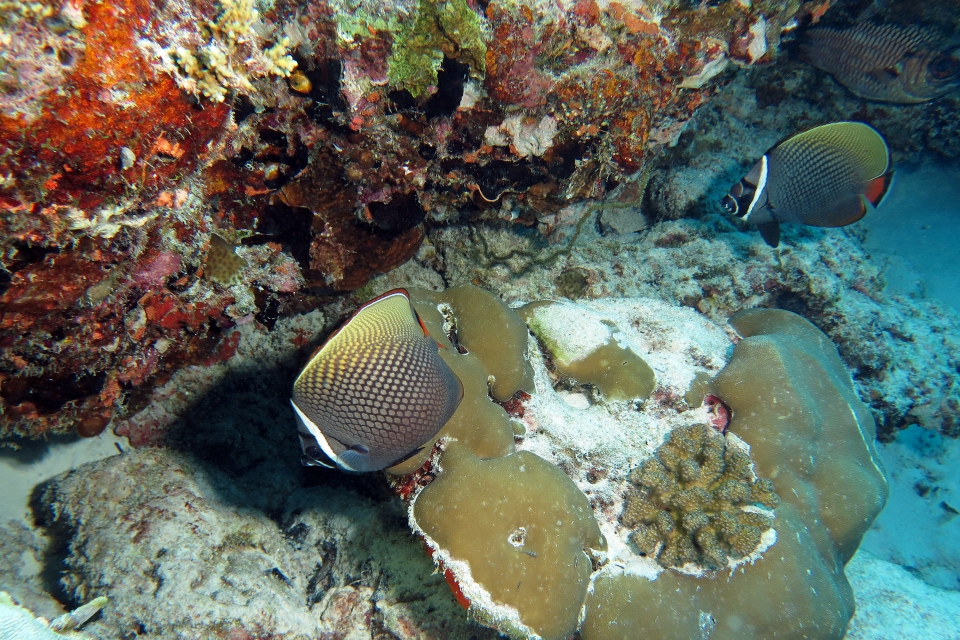 Chaetodon collare