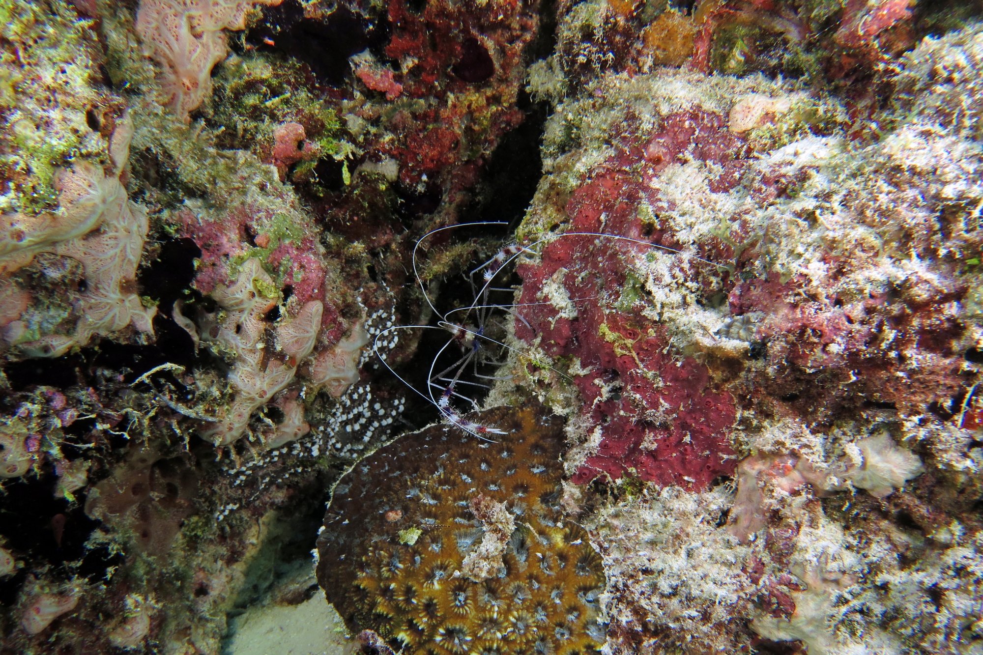 Stenopus hispidus
