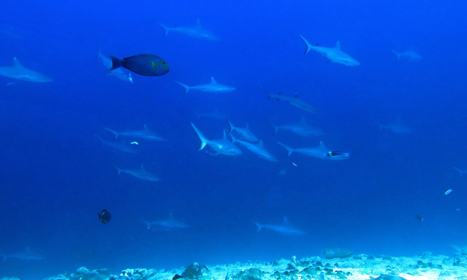 Carcharhinus amblyrhynchos, Triaenodon obesus, Acanthurus xanthopterus