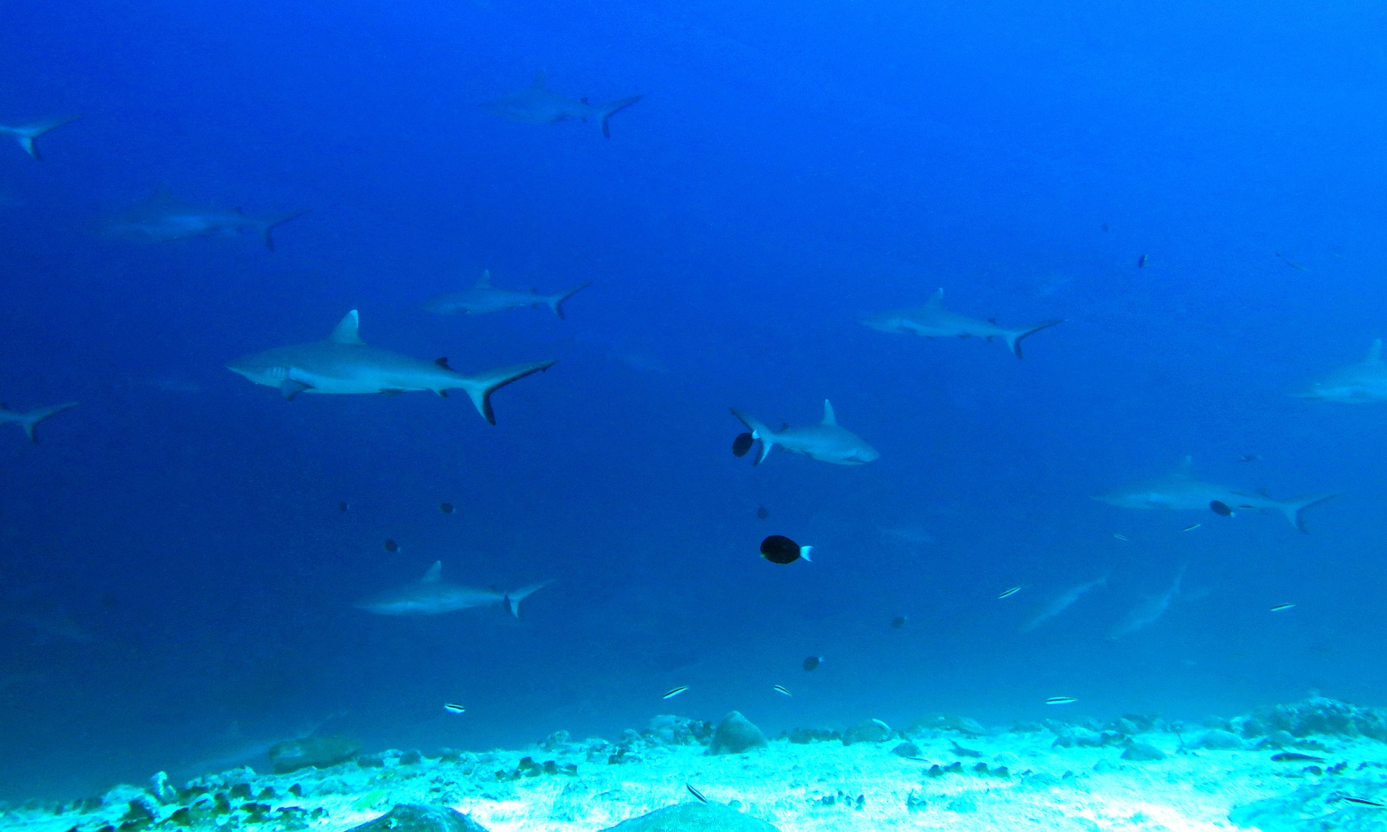 Carcharhinus amblyrhynchos