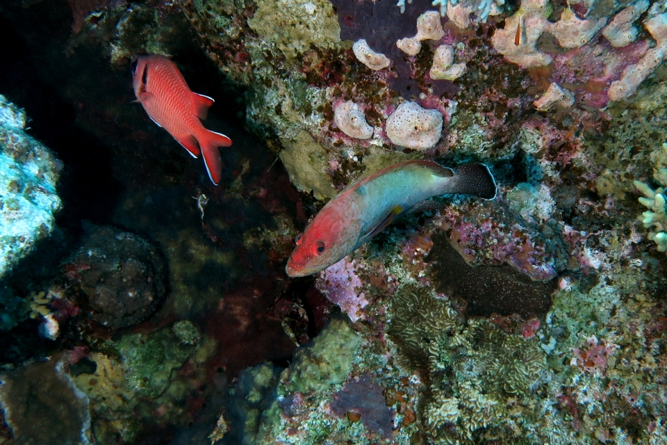 Cephalopholis hemistiktos