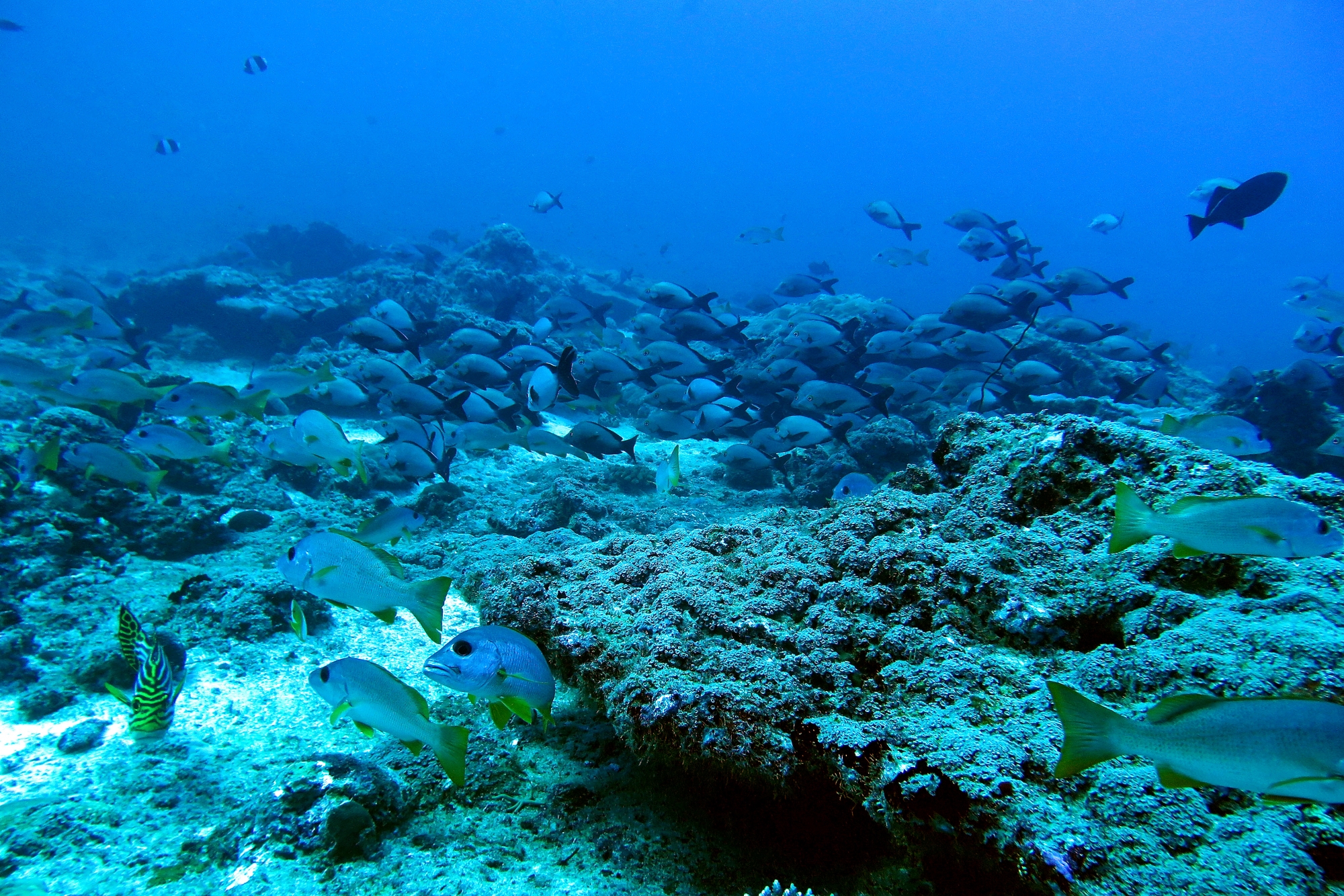 Lutjanus monostigma, Lutjanus gibbus, Plectorhinchus vittatus