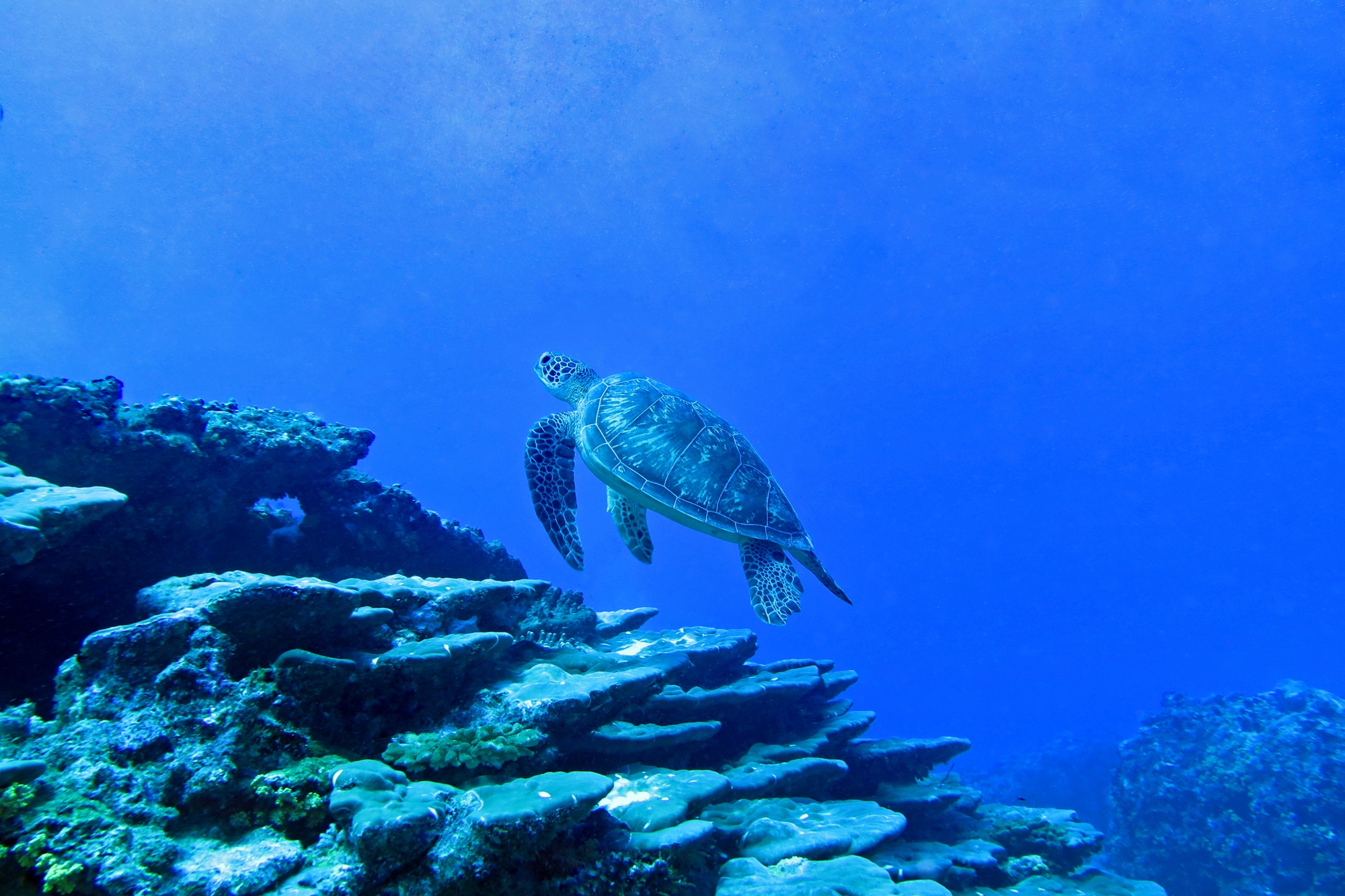 Chelonia mydas