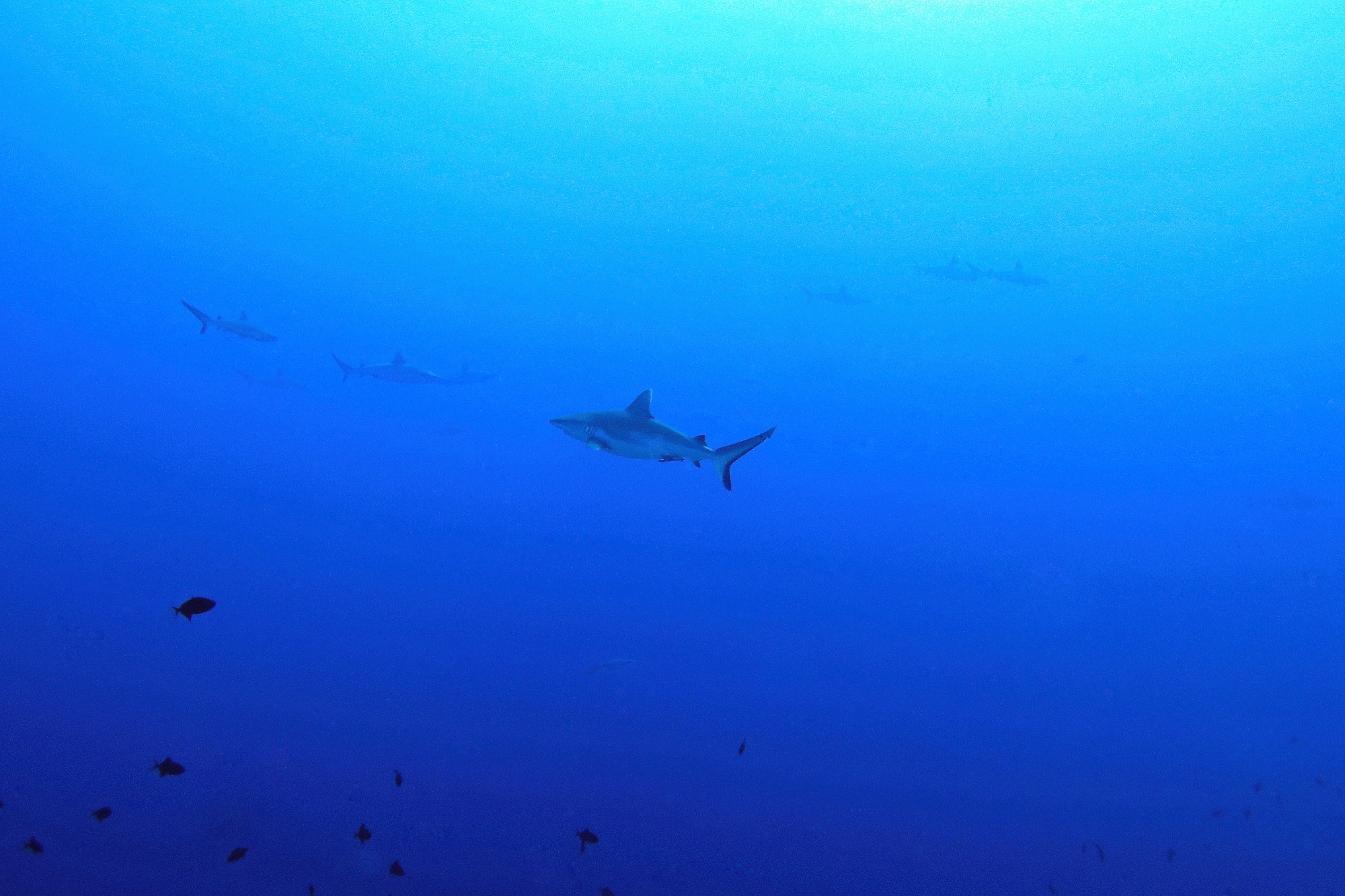 Carcharhinus amblyrhynchos