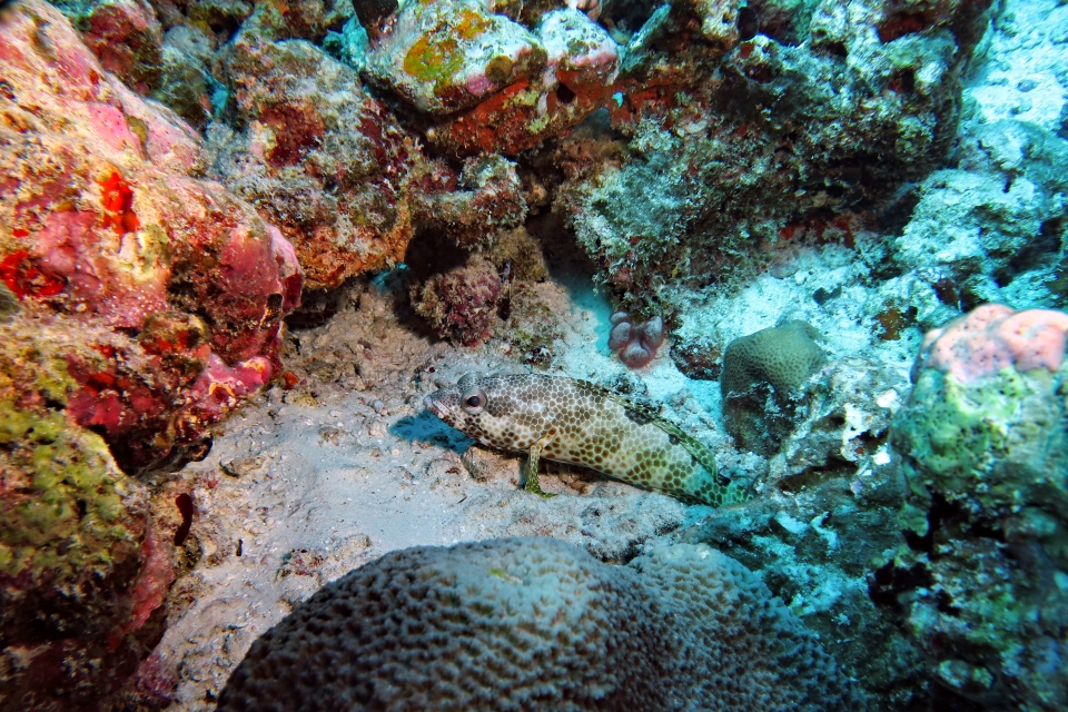 Epinephelus spilotoceps