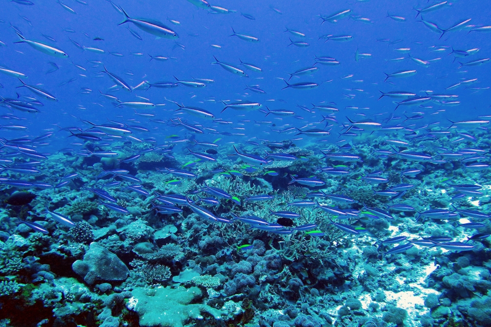 Pterocaesio tile, Pseudanthias evansi