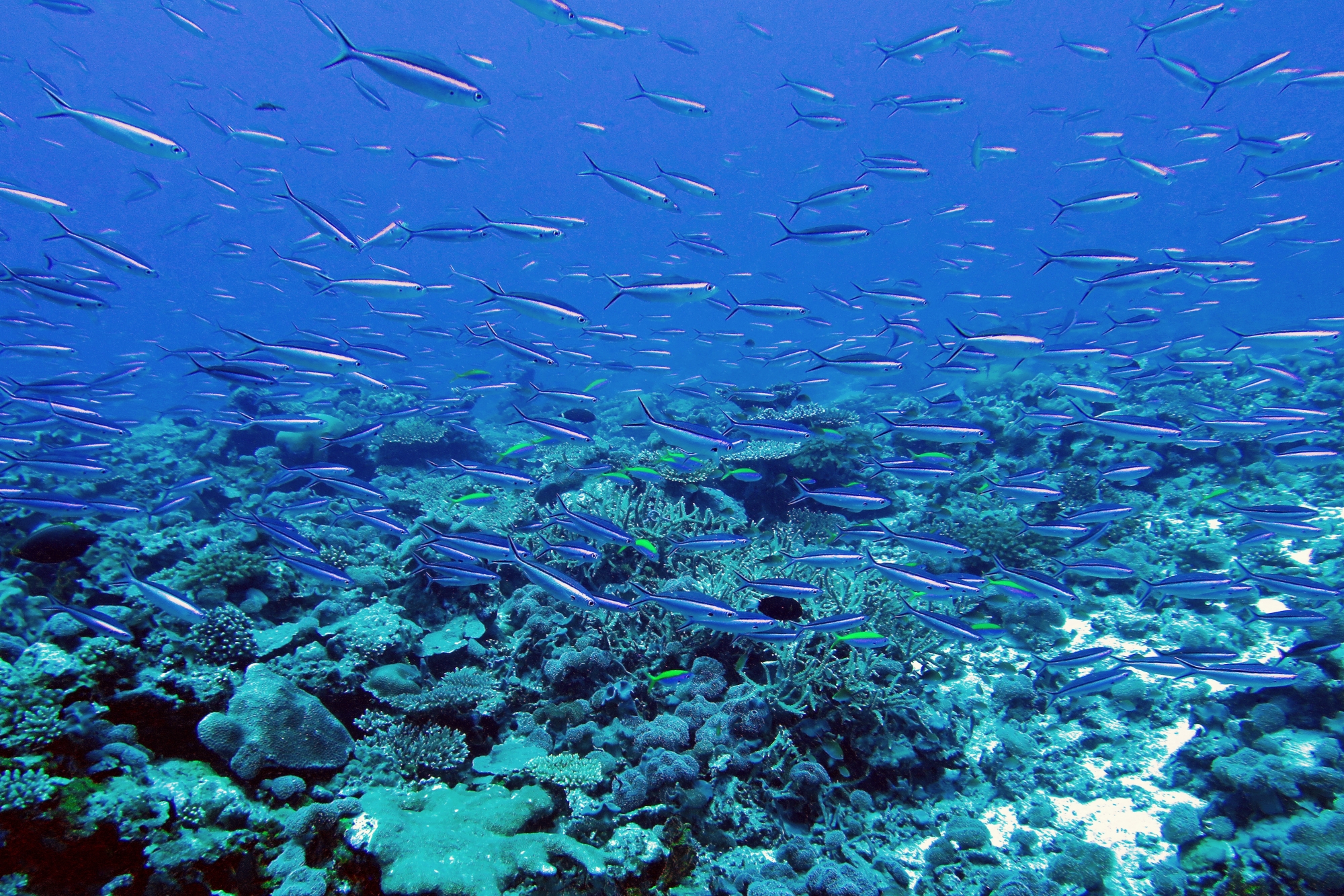 Pterocaesio tile, Pseudanthias evansi