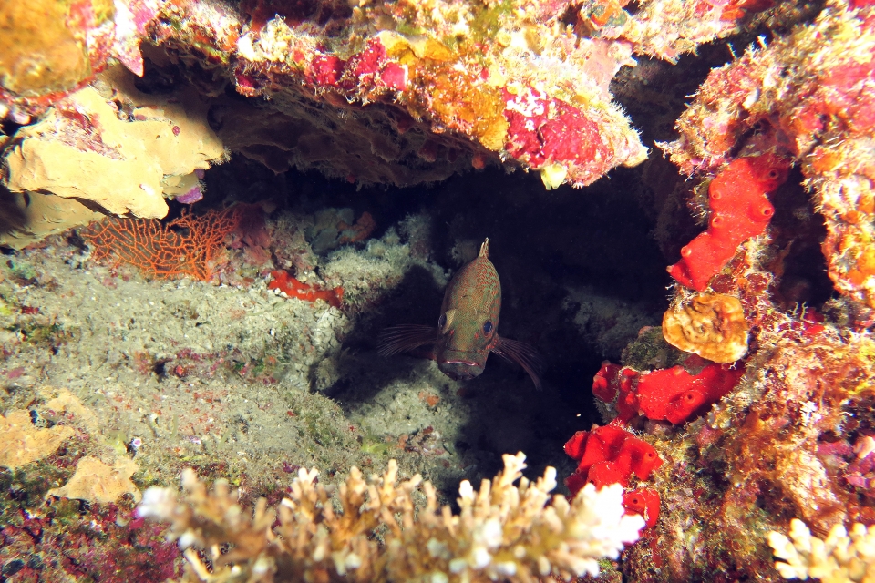 Anyperodon leucogrammicus