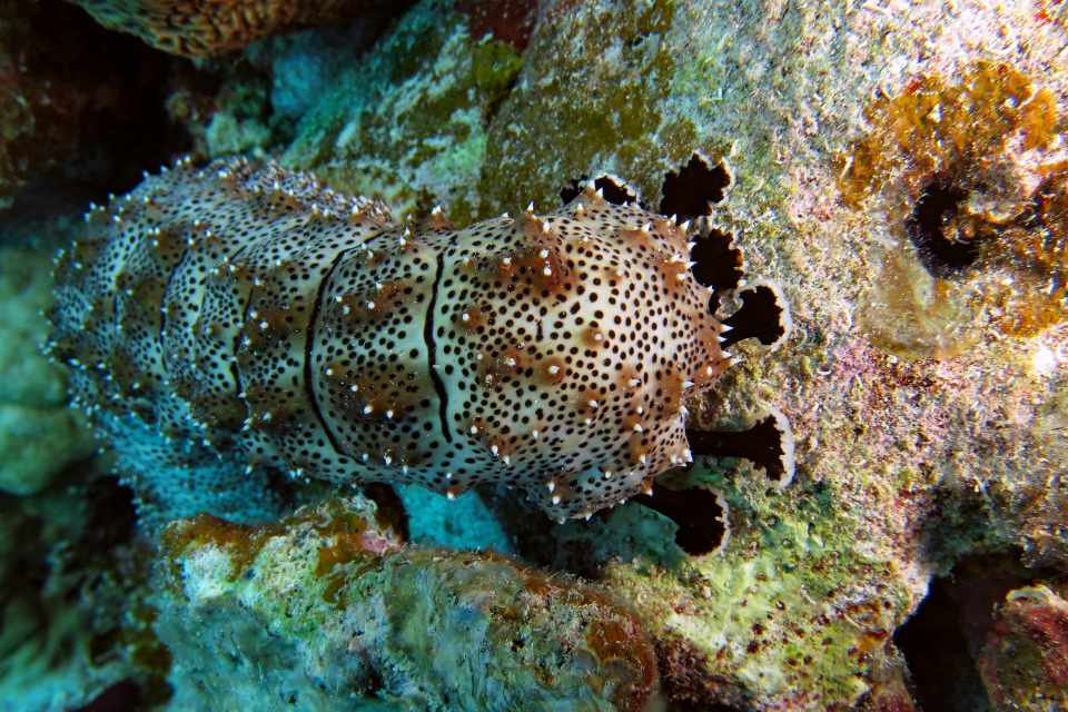 Pearsonothuria graeffei