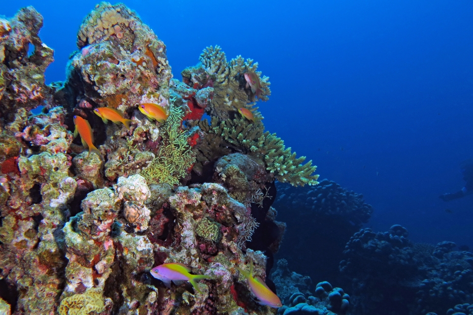 Pseudanthias squamipinnis, Pseudanthias evansi