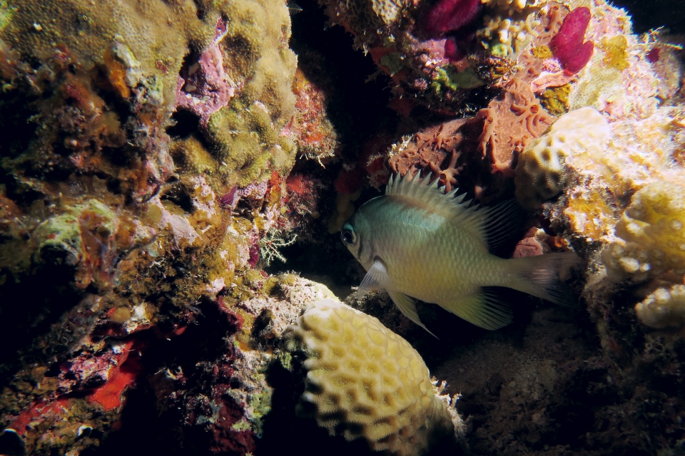 Amblyglyphidodon indicus