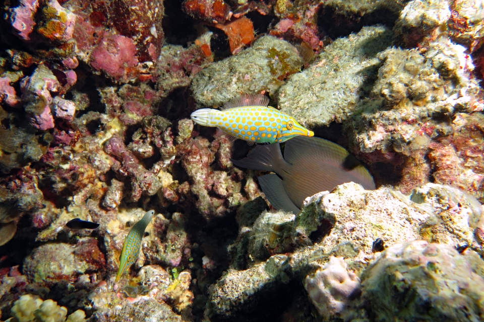 Oxymonacanthus longirostris, Ctenochaetus striatus
