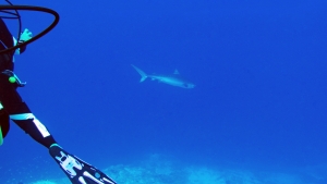 Galeocerdo cuvier