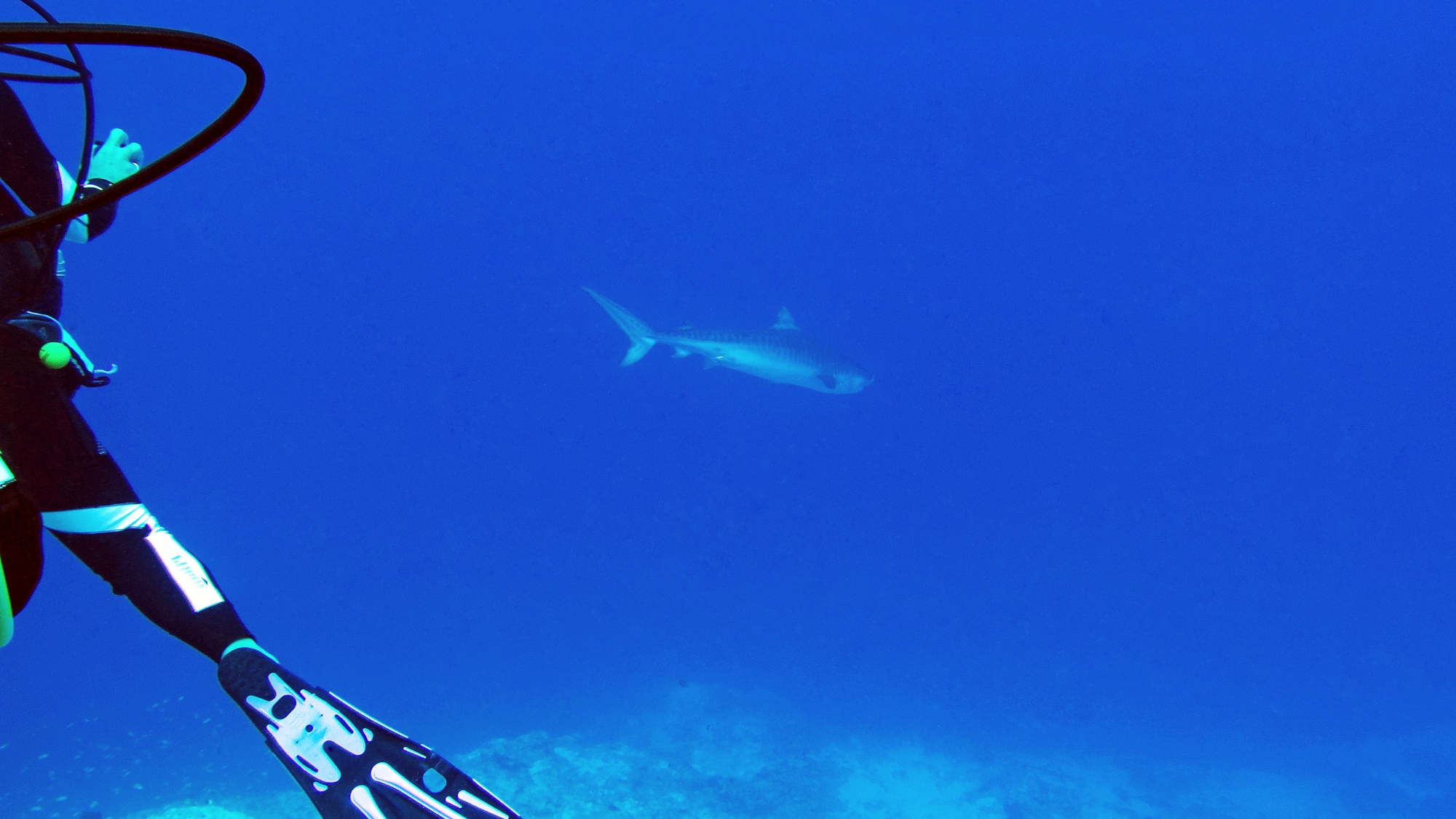 Galeocerdo cuvier