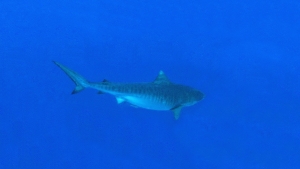 Galeocerdo cuvier