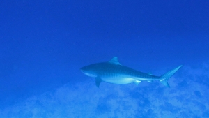 Galeocerdo cuvier