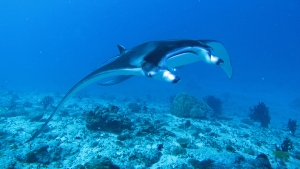 Mobula alfredi