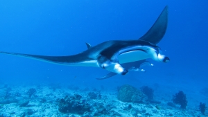 Mobula alfredi