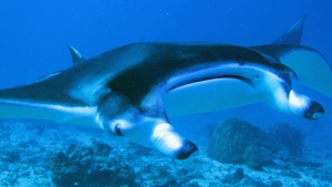Mobula alfredi