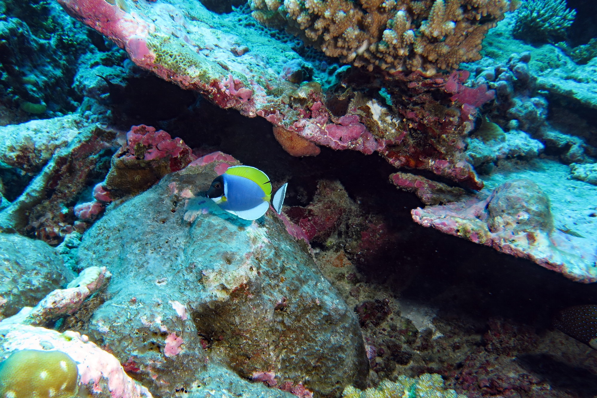 Acanthurus leucosternon