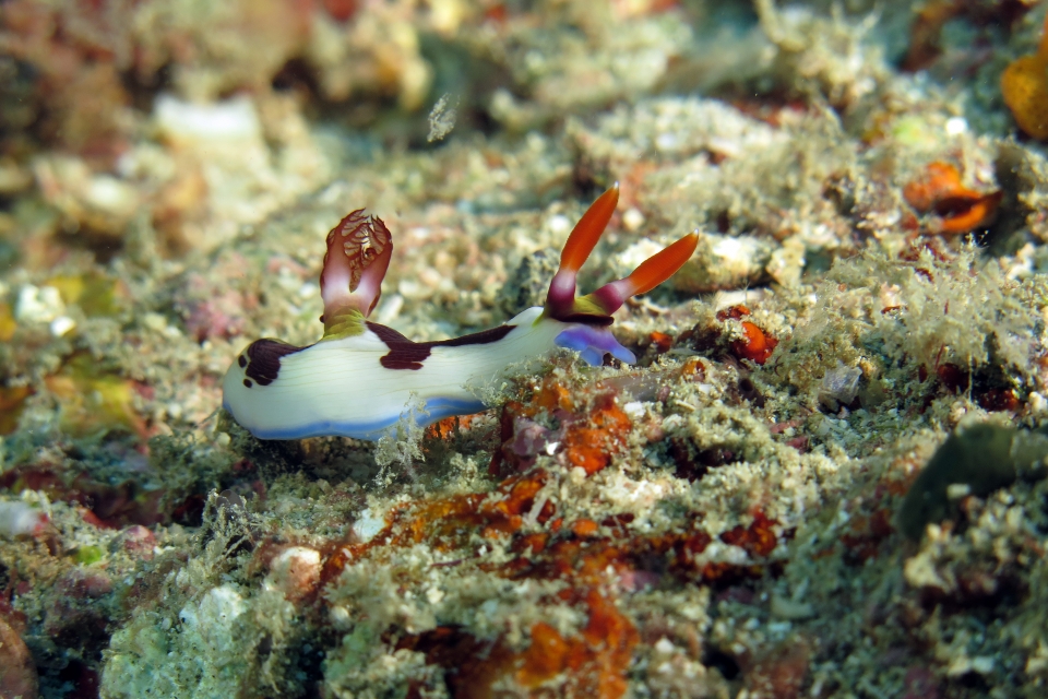 Nembrotha purpureolineata