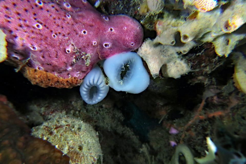 Ascidie Phallusia sp, Ascidies composées