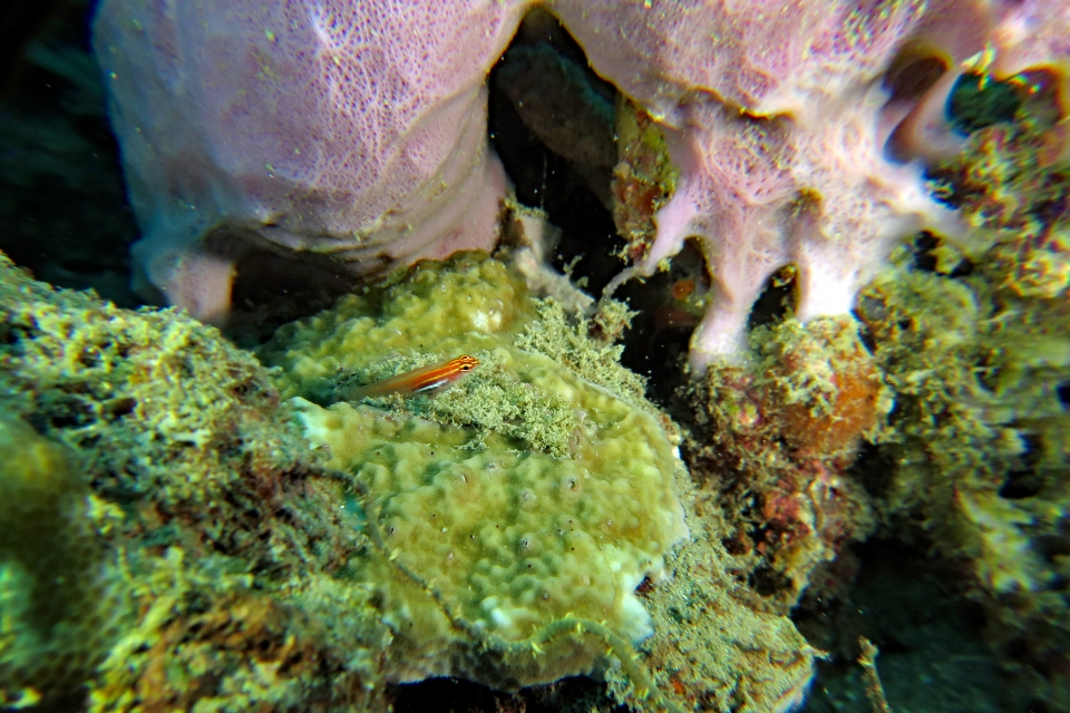 Eviota pellucida