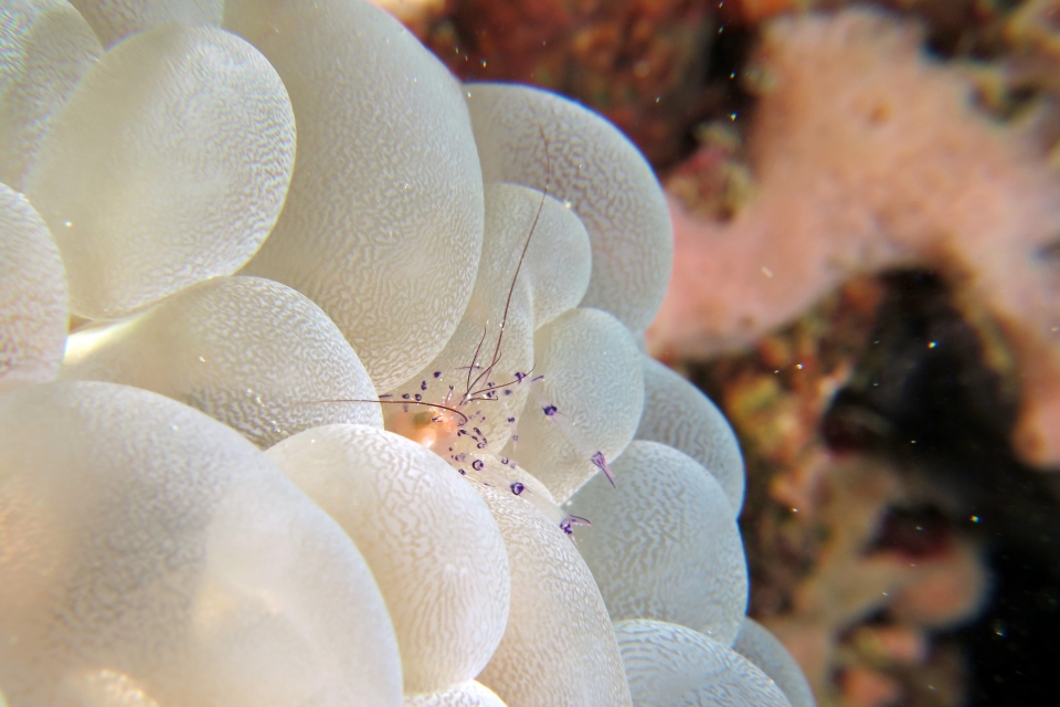 Plerogyra sinuosa, Vir colemani
