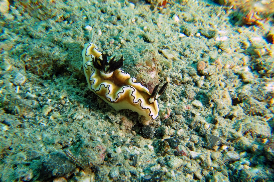Doriprismatica atromarginata