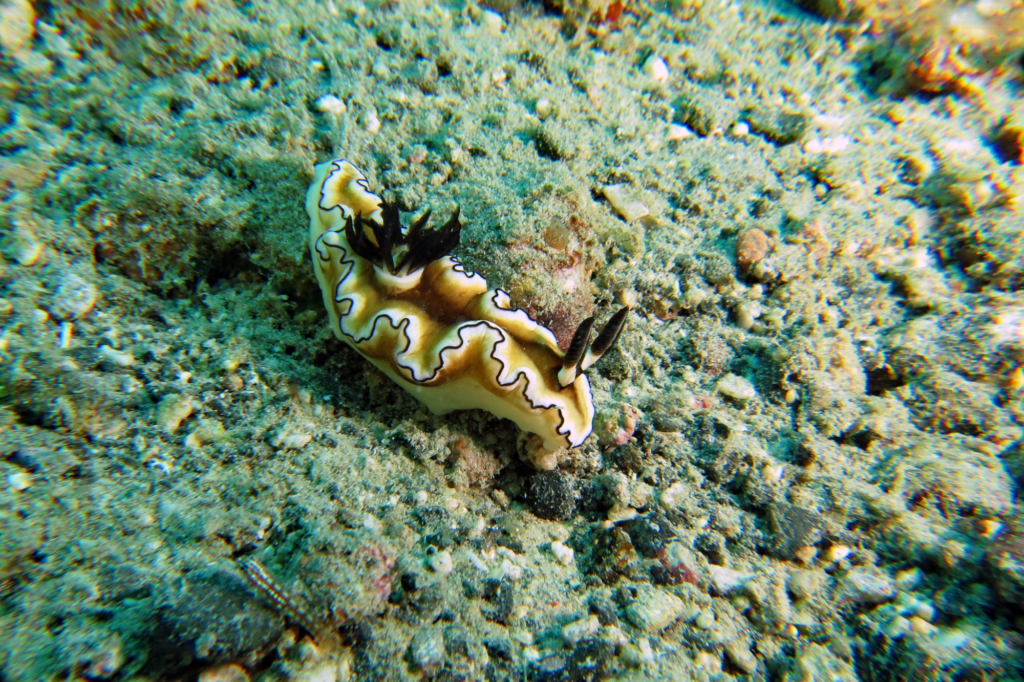 Doriprismatica atromarginata