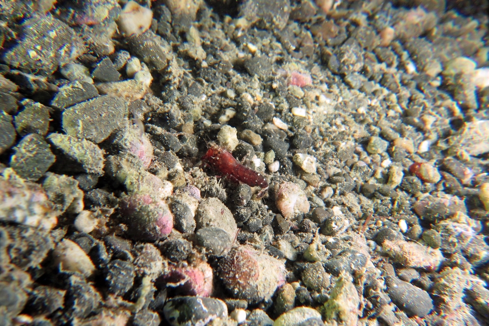 Peut-être une crevette Alpheus bisincisus