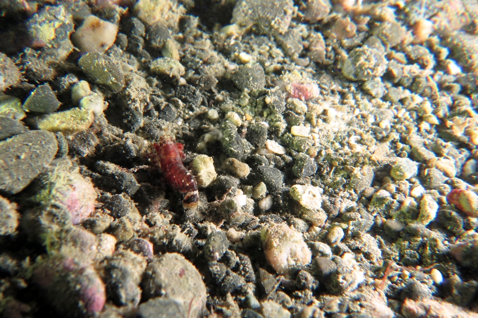 Peut-être une crevette Alpheus bisincisus ?