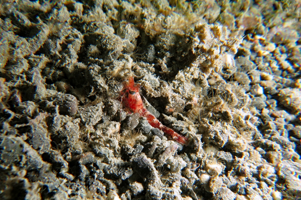 Metapenaeopsis lamellata