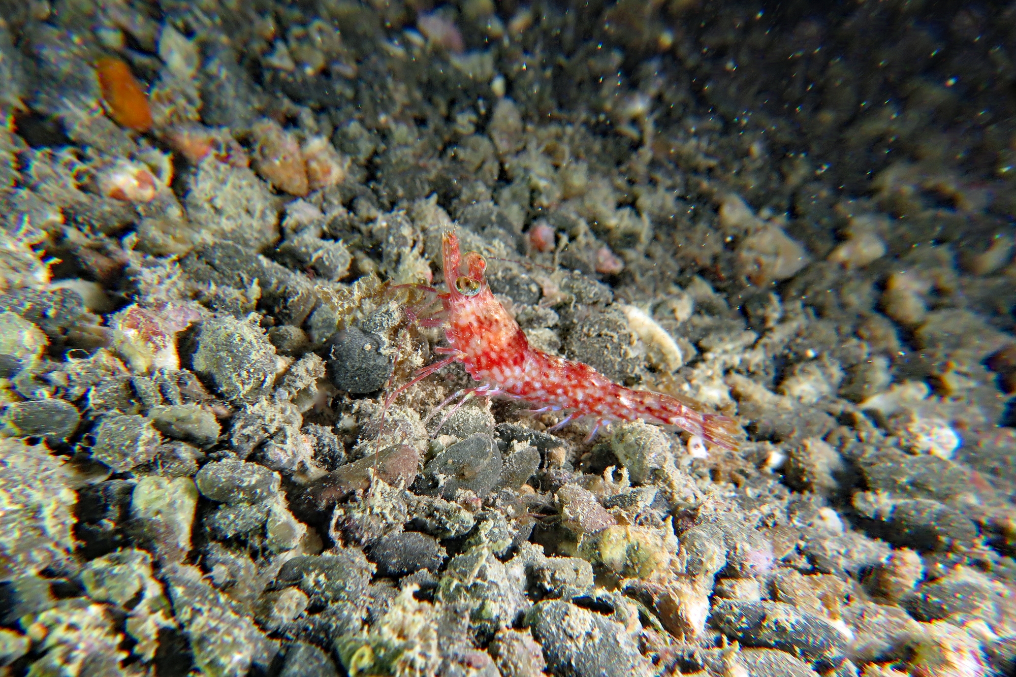 Metapenaeopsis lamellata