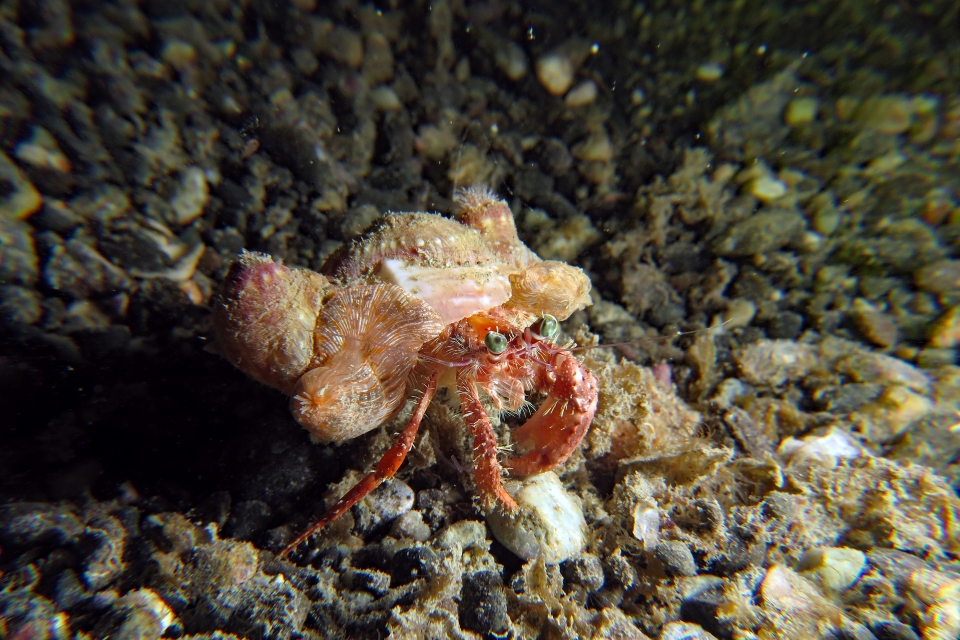 Dardanus pedunculatus