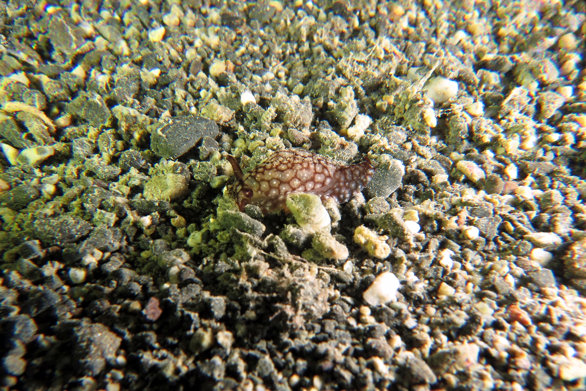 Pleurobranchaea brockii