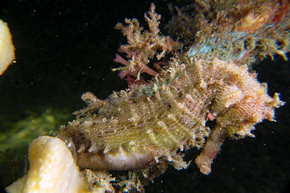 Hippocampus kelloggi