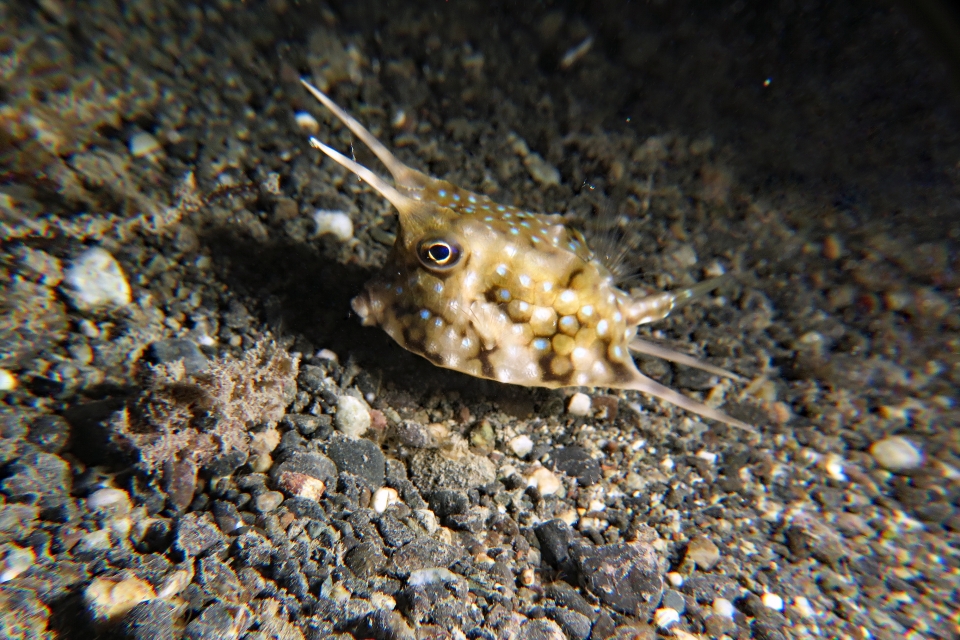 Lactoria cornuta