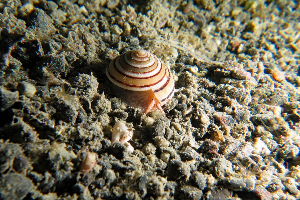 Architectonica modesta