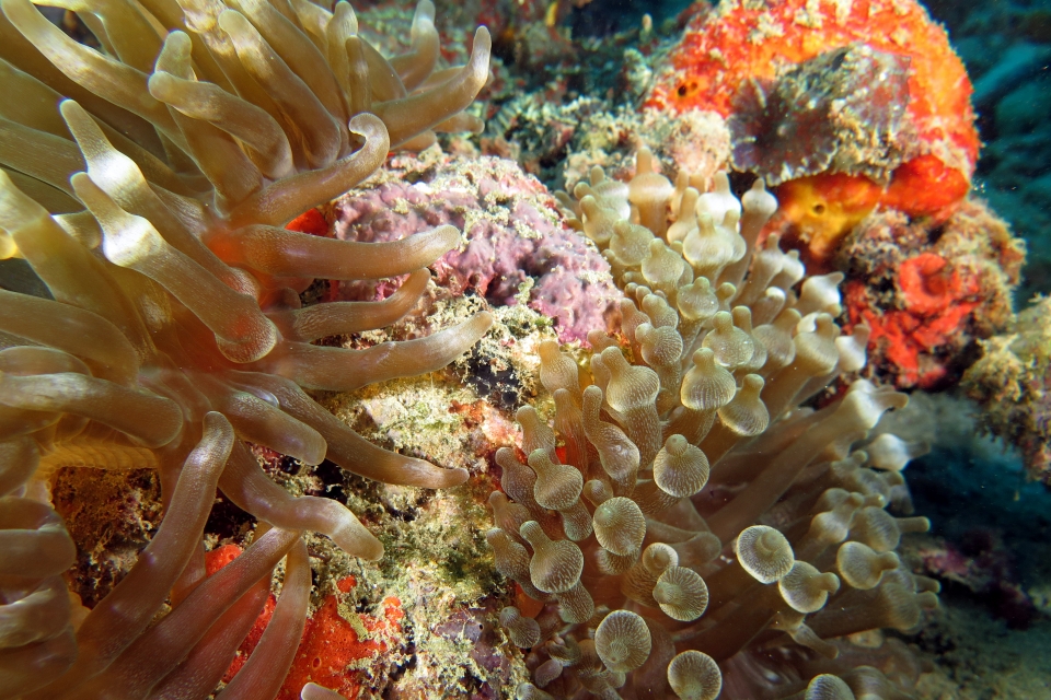 Entacmaea quadricolor
