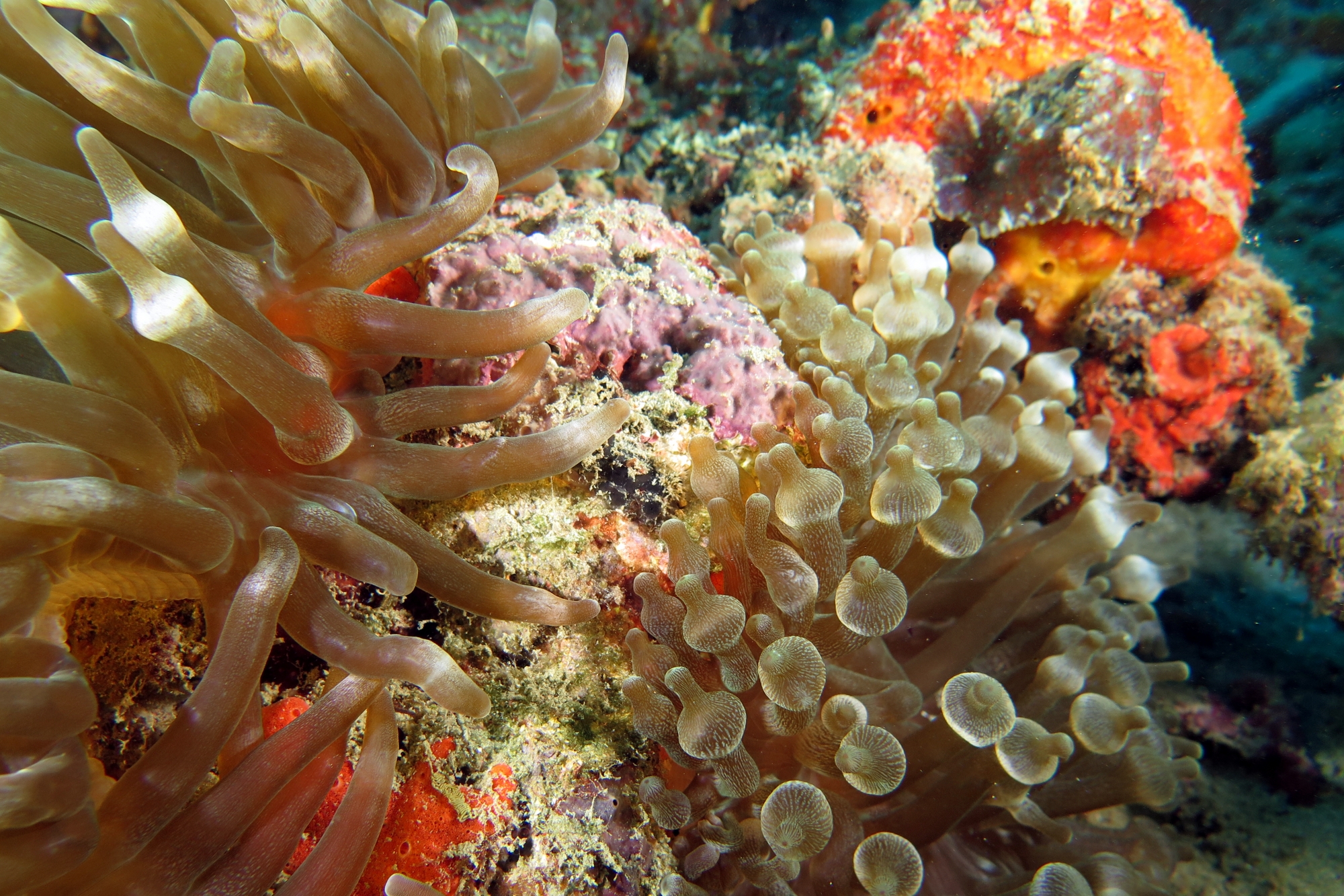 Entacmaea quadricolor