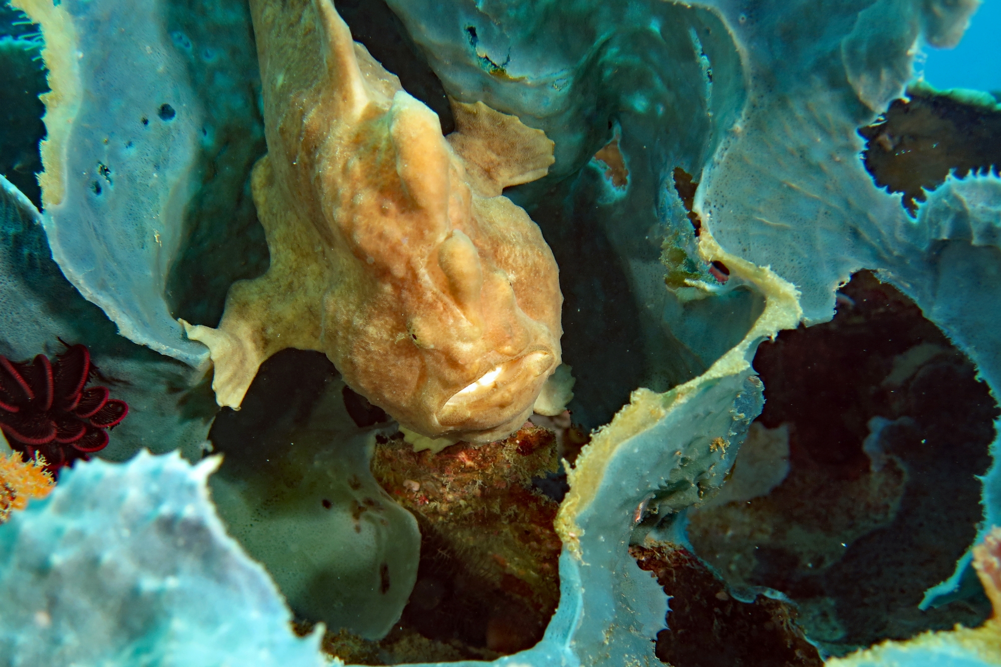 Antennarius commerson, Ianthella basta