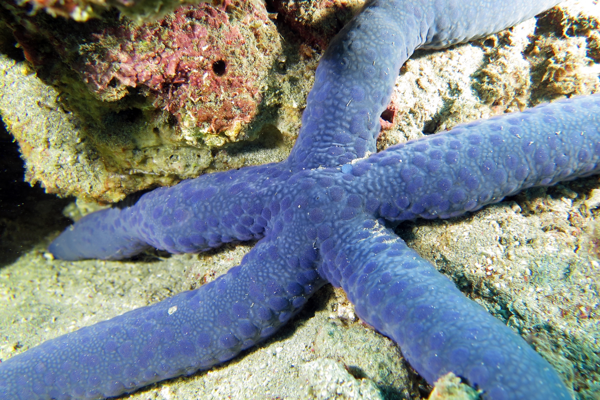 Linckia laevigata