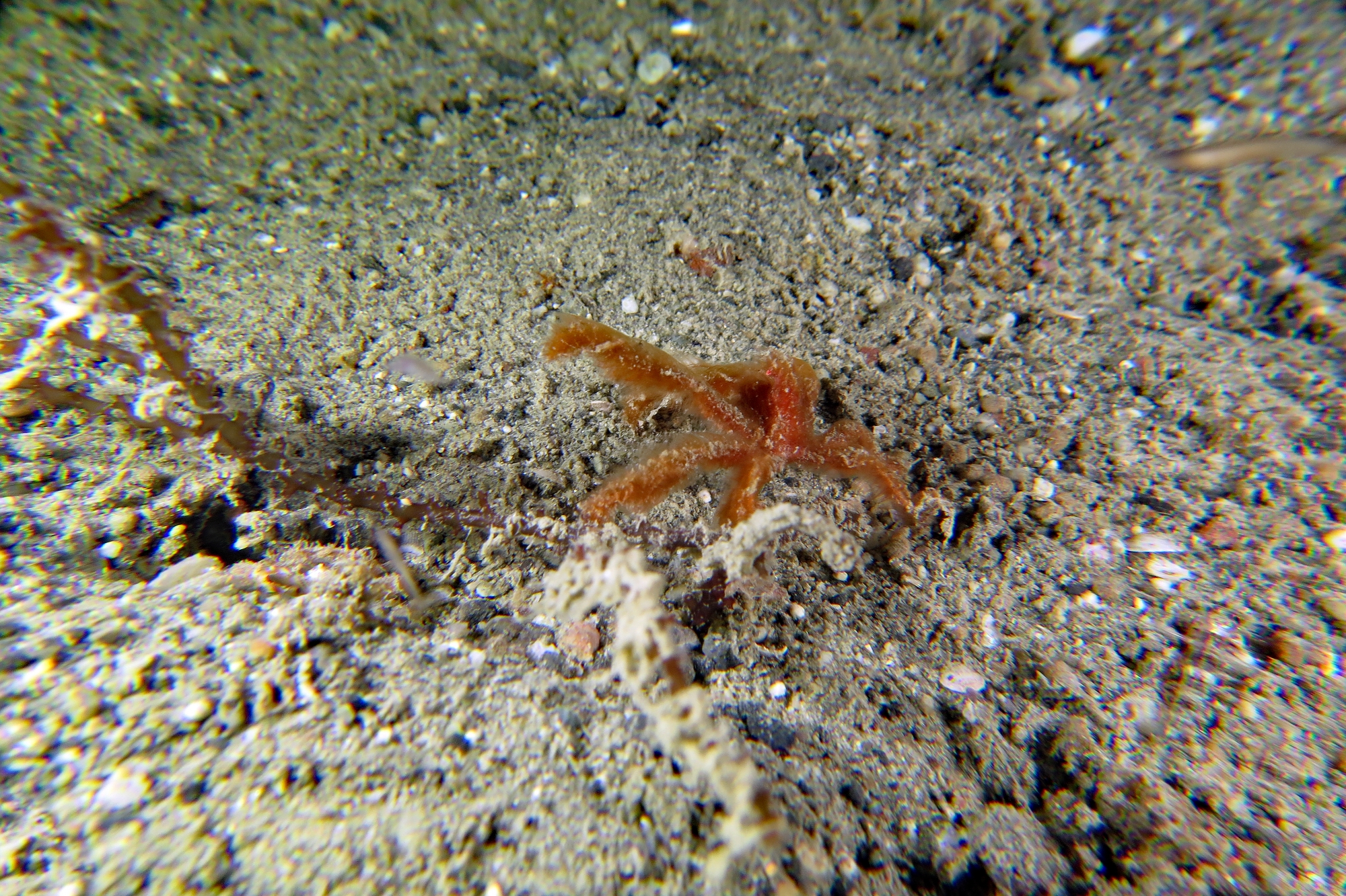 Achaeus japonicus