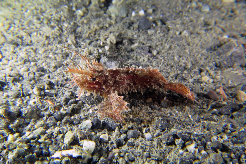 Pteroidichthys amboinensis